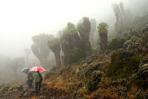 Giant grounsel (Dendrosenecio kilimanjari) plants endemic to the higher altitude zones, with people hiking carrying  umbrellas, subalpine forests of Mount Kilimanjaro, Tanzania