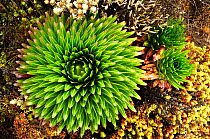 Lobelia (Lobelia deckenii) plant,  the only alpine species of lobelia on Mount Kilimanjaro, Tanzania