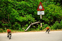 Zanzibar red colobus (Piliocolobus kirkii) two colobus crossing the road that bisects the forest Jozany, with sign that warns of the danger of collision with the colobus, Jozany Forest, Zanzibar.  Hig...