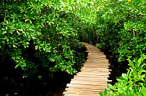 A wooden walkway through the mangroves of Jozany Forest, Zanzibar Island, Tanzania