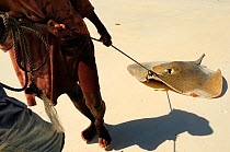Fishermen on the beach dragging a stingray just caught, Zanzibar Island, Tanzania