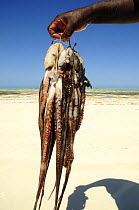 A fisherman holding his freshly caught octopus, Jambiani coast, Zanzibar Island, Tanzania