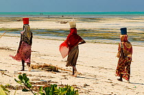 Local women collecting seaweed on beach along Jambiani East Coast of Zanzibar Island, Tanzania