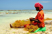 Woman sitting on beach sorting the seaweed she has gathered, Jambiani East Coast, Zanzibar, Tanzania