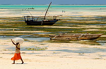 Woman carrying sack of seaweed collected along shore, low tide, Jambiani East Coast, Zanzibar Island, Tanzania