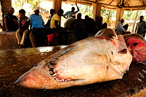 Dead shark in fish market, West coast of Zanzibar Island, Tanzania