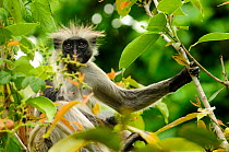 Zanzibar red colobus (Piliocolobus kirkii) in tree, Jozany Forest, Zanzibar, Tanzania. Highly endangered. Did you know? Zanzibar red colobuses are called 'Poison monkeys' by the local people on the is...