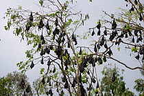 Spectacled flying fox (Pteropus conspicillatus) colony roosting during daytime, North Queensland, Australia, October 2012