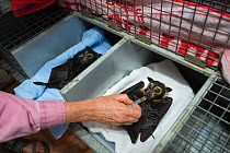 Spectacled flying foxes (Pteropus conspicillatus) paralysed after being bitten by paralytic ticks having medicine administered by owner and main carer Jenny Mclean at Tolga Bat Hospital, North Queensl...