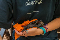 Spectacled flying fox (Pteropus conspicillatus) baby or bub is cared for by Claudia Barton, volunteer wildlife carer at Tolga Bat Hospital, North Queensland, Australia October 2012