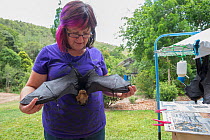 Spectacled flying fox (Pteropus conspicillatus) baby or bub being cared for by Louise O'Brien wildlife carer volunteer at Tolga Bat Hospital, North Queensland, Australia, November 2012