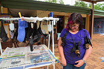 Spectacled flying fox (Pteropus conspicillatus) babies or bubs being cared for by Louise O'Brien, wildlife carer volunteer at Tolga Bat Hospital, North Queensland, Australia, November 2012