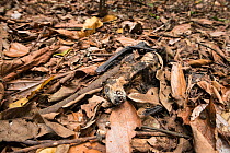 Spectacled flying fox (Pteropus conspicillatus) dead animal, casualty of paralytic tick bite, North Queensland, Australia