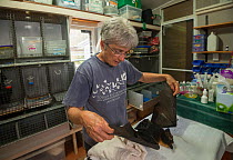 Spectacled flying fox (Pteropus conspicillatus) casualty of paralytic tick (Ixodes holocyclus) bite being cared for by Jenny Mclean, owner and main carer at Tolga Bat Hospital, North Queensland, Austr...