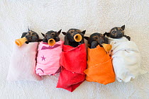Spectacled flying fox (Pteropus conspicillatus) babies or bubs wrapped in cloth and teats in mouths ready for feeding in the nursery at Tolga Bat Hospital, North Queensland, Australia, November 2012