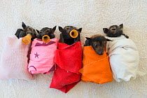 Spectacled flying fox (Pteropus conspicillatus) babies or bubs wrapped in cloth and teats in mouths ready for feeding in the nursery at Tolga Bat Hospital, North Queensland, Australia, November 2012