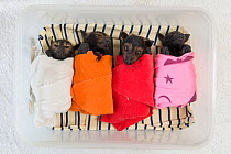 Spectacled flying fox (Pteropus conspicillatus) babies or bubs wrapped in cloth in the nursery at Tolga Bat Hospital, North Queensland, Australia, November 2012