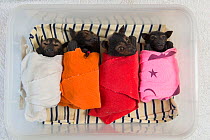 Spectacled flying fox (Pteropus conspicillatus) babies or bubs wrapped in cloth in the nursery at Tolga Bat Hospital, North Queensland, Australia, November 2012