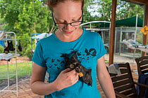Spectacled flying fox (Pteropus conspicillatus) baby or bub is cared for by Ashleigh Johnson, volunteer wildlife carer at Tolga Bat Hospital, North Queensland, Australia October 2012