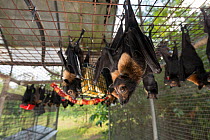 Spectacled flying foxes (Pteropus conspicillatus) in aviary at feeding time, the bats are fed a variety of fruit and drink milk and water, Tolga Bat Hospital, North Queensland, Australia, November 201...