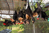Spectacled flying foxes (Pteropus conspicillatus) in aviary at feeding time, the bats are fed a variety of fruit and drink milk and water, Tolga Bat Hospital, North Queensland, Australia, November 201...