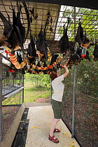 Spectacled flying foxes (Pteropus conspicillatus) in aviary at feeding time, the bats are fed a variety of fruit by Esther Redhouse-White, wildlife carer volunteer, Tolga Bat Hospital, North Queenslan...