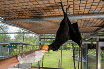Central / Black flying fox (Pteropus alecto) Rusty being mischievous as carer feeds him apple in the aviary, Tolga Bat Hospital, North Queensland, Australia November 2012