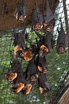 Feeding time at the Tolga Bat Hospital aviary where the fruitbats or flying foxes are fed different fruits from bananas, apples, watermelon to milk and water. Spectacled flying fox (Pteropus conspicil...