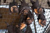 Feeding time at the Tolga Bat Hospital aviary where the fruitbats or flying foxes are fed different fruits from bananas, apples, watermelon to milk and water. Spectacled flying fox (Pteropus conspicil...