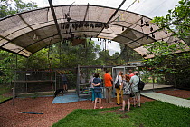 Spectacled flying foxes (Pteropus conspicillatus) in aviary with visitors learning more about the project, Tolga Bat Hospital, North Queensland, Australia, November 2012