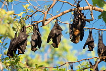 Spectacled flying fox (Pteropus conspicillatus) colony roosting during daytime, North Queensland, Australia, November 2012