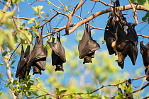 RF- Spectacled flying fox (Pteropus conspicillatus) colony roosting during daytime, North Queensland, Australia, November. (This image may be licensed either as rights managed or royalty free.)