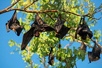Spectacled flying fox (Pteropus conspicillatus) colony roosting during daytime, one stretching wings, North Queensland, Australia, November 2012