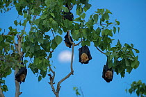 Spectacled flying fox (Pteropus conspicillatus) colony roosting at dusk with moon behind, North Queensland, Australia, November 2012