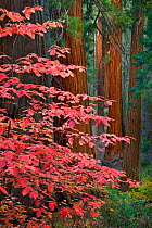 Dogwood (Cornus nuttallii) leaves in Autumn amongst Giant Sequoias (Sequoiadendron giganteum) Sequoia National Park, California, October.