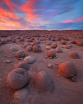 Strange mud concretions litter the ground in an area called 'the Pumpkin Patch' of the desert wash in Anza Borrego State Park, California, USA, May.