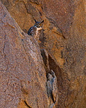 Great horned Owl (Bubo virginianus) camouflaged against desert rock, Eastern Sierra, California, USA. May