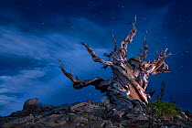 Dead bristlecone pine (Pinus aristata) an ancient tree, White Mountains, California, USA, July.