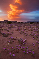 Sand verbena (Abronia villosa) in bloom with lenticular cloud at sunset, Death Valley National Park, California, USA. April