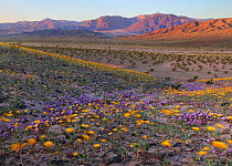 Desert Gold (Geraea canescens) and Sand Verbena (Abronia villosa) flowering in Death Valley National Park,  California. Only once every 3-8 years do the flowers put on such a spectacular spring show;...