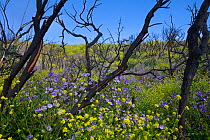 Spring flowers including Phacelia and Mustard  in the burned remnants of the Angeles National Forest after the Station Fire of 2009, Southern California, USA, May 2010.