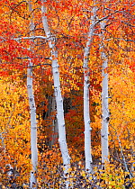Aspen (Populus tremula) trees in autumn colours,  North Fork of Bishop Creek, near Bishop, Eastern Sierra, California, USA