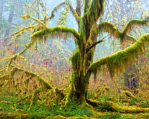 Maple tree covered with moss and lichen in drizzly fog along the Hoh River in Olympic National Park, Washington, February.