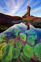 Tide pool full of Giant green anemones (Anthopleura xanthogrammica) at low tide,  Olympic National Park, Washington, USA, March.
