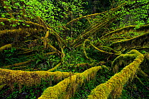 Moss-covered Vine maples (Acer circinatum) in the Hoh River Rainforest of  Olympic National Park, Washington, USA, May.