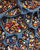 Tiny jewel like pebbles collect in the cave-like features of a Tafoni riddled rock along the near Santa Cruz, California, USA