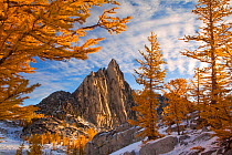 Morning sunshine at Prusik Peak with larch trees,  and a rare dusting of early winter snow in the Enchantments, a spectacular alpine area, Washington State, USA. October 2011.