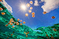 Tiny thimble jellyfish (Linuche unguiculata) drift with the current in the calm turquiose waters of a lagoon in Ofu, American Samoa. The window of sky is called Snell's Window, caused by refraction of...