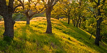 Late afternoon sunshine streams through green Valley Oaks (Quercus lobata Nee) Shell Ridge at the base of Mount Diablo, California, USA. April