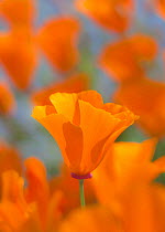 An orange California Poppy (Eschscholzia californica) blooming, Mount Diablo State Park,  California